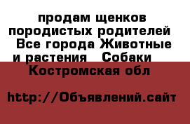 продам щенков породистых родителей - Все города Животные и растения » Собаки   . Костромская обл.